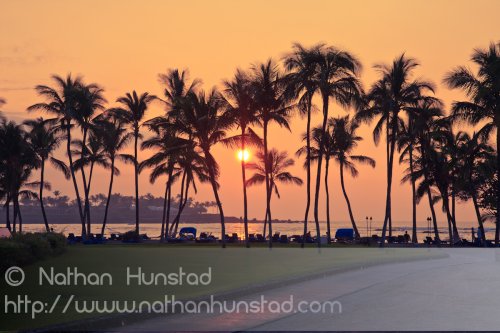 Palm trees at sunset